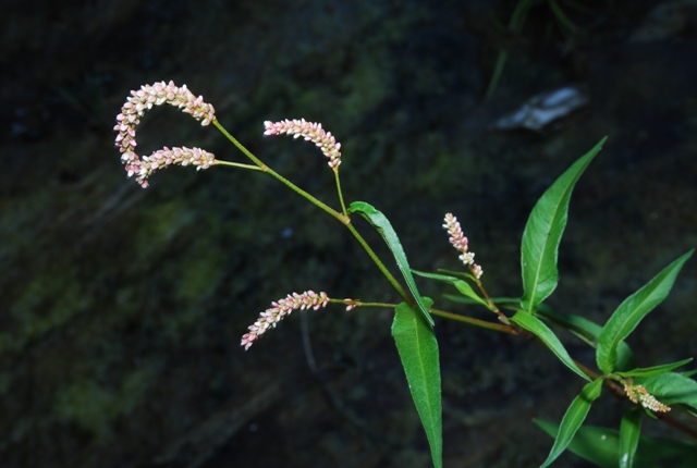 Persicaria cfr. lapathifolia s.l.